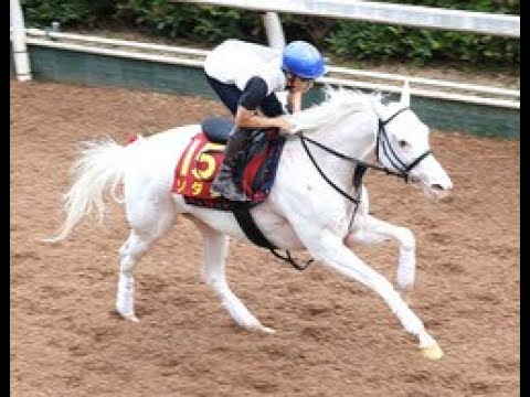 【秋華賞】リズムも精神面もちょうどいいソダシ 吉田隼人騎手「強い競馬見せる」|Top News