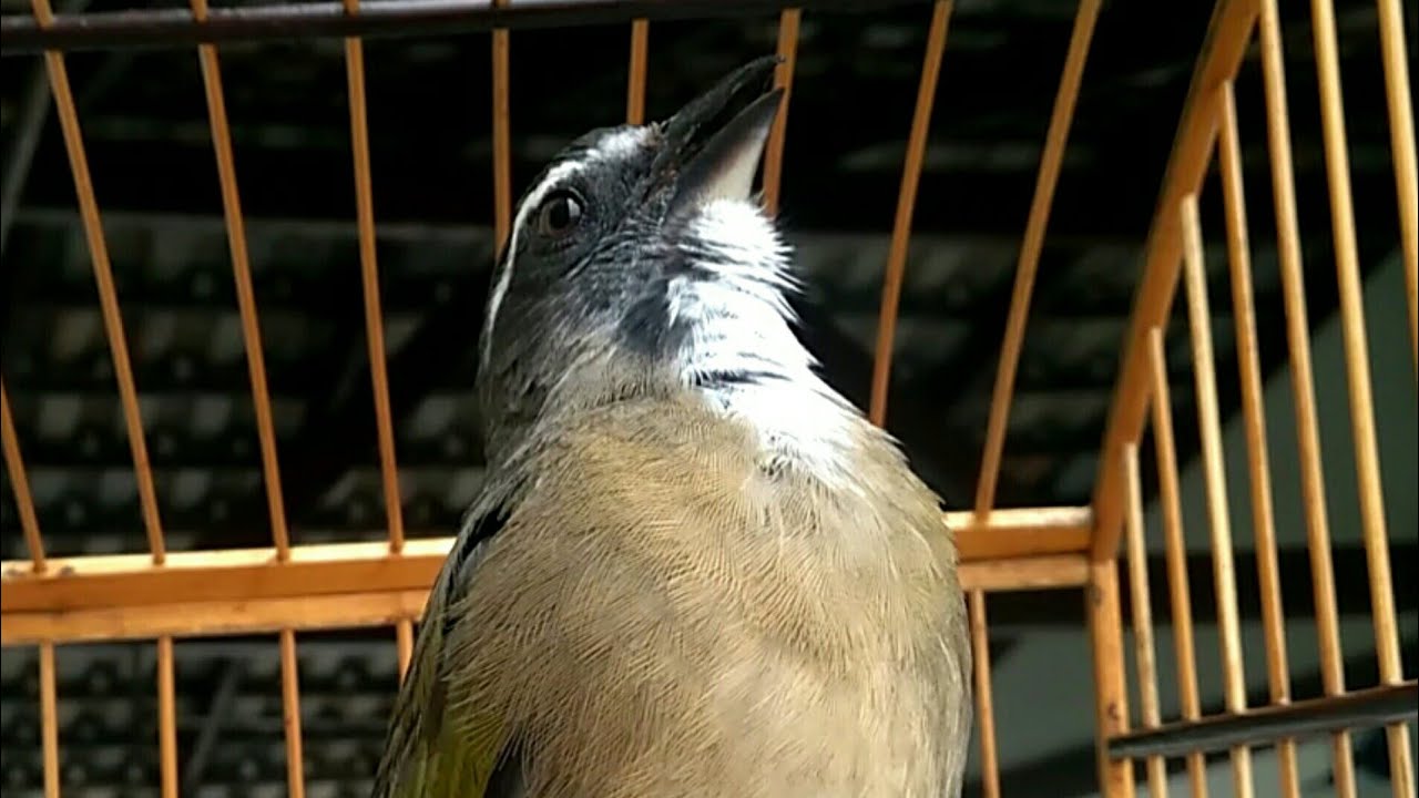 Canto De Trinca Ferro Eu Sou Terrível Trinca Ferro Eu Sou Terrivel Audio Para Encarte Treinamento Youtube