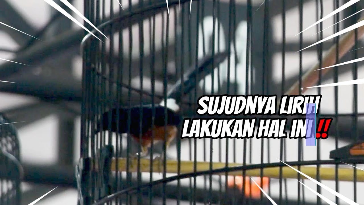 APAKAH SETUT JANGKRIK BISA MENAMBAH TEKENAN DAN POWERNYA KELUAR ? SIMAK ULASANYA SAMPAI SELESAI