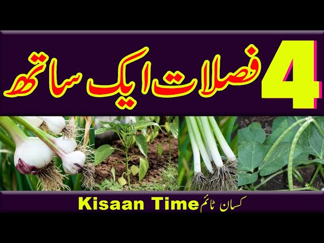 Intercroping farming in Pakistan intercrop farming intercrop farming in pakistan  Kisan time