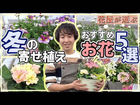 冬花 冬の花図鑑