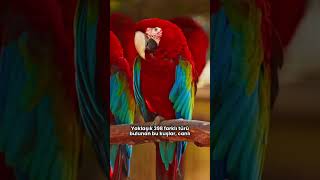 Zeki Ve Renkli Papağanlar 1