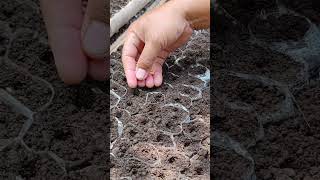 This is the result if you plant chilies the right way -Agriculture farming #shorts