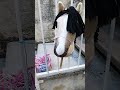 partie 1 je prépare julli jumper #horse #music #equestrian #equestrianjourney