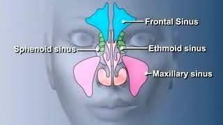 #Kiesselbach'sPlexus#ENT#NasalCavity