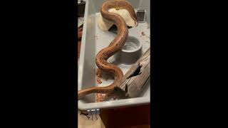 Pinstripe Ball Python Profile