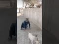 الكلب خواف اكسبلور لايك