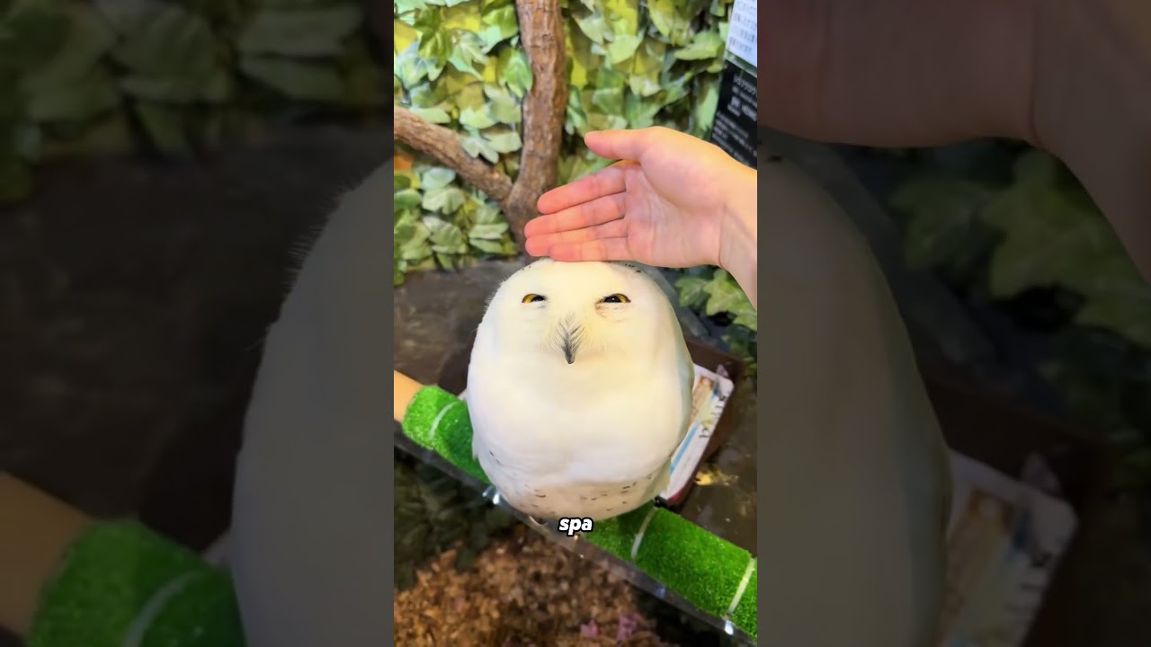 Милая снежная сова 🦉💕💕