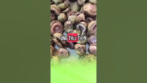 quả Sung đem phơi khô... thần dược ít ai biết