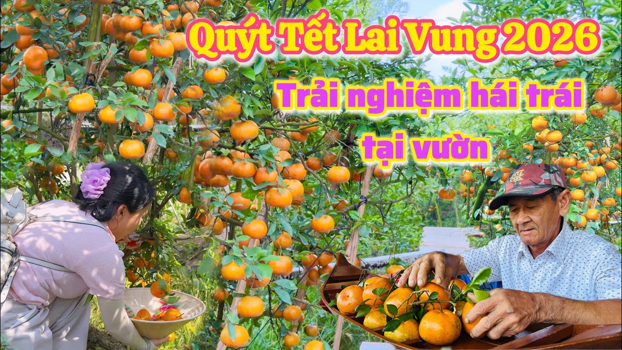 Lai Vung| Siêu Phẩm Quýt Hồng Tết 2026 say quằn hái trái tại vườn |TrNQ