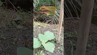 Pohon Langu Calon Sambung Terong