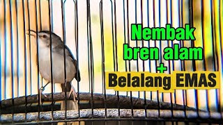Ciblek SAWAH gacor isian belalang EMAS plus tembakan alam paling jitu buat pancingan Ciblek sawah