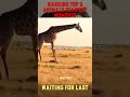 RANKING TOP 3 ANIMALS SCARIEST MOMENTS 💀💀💀