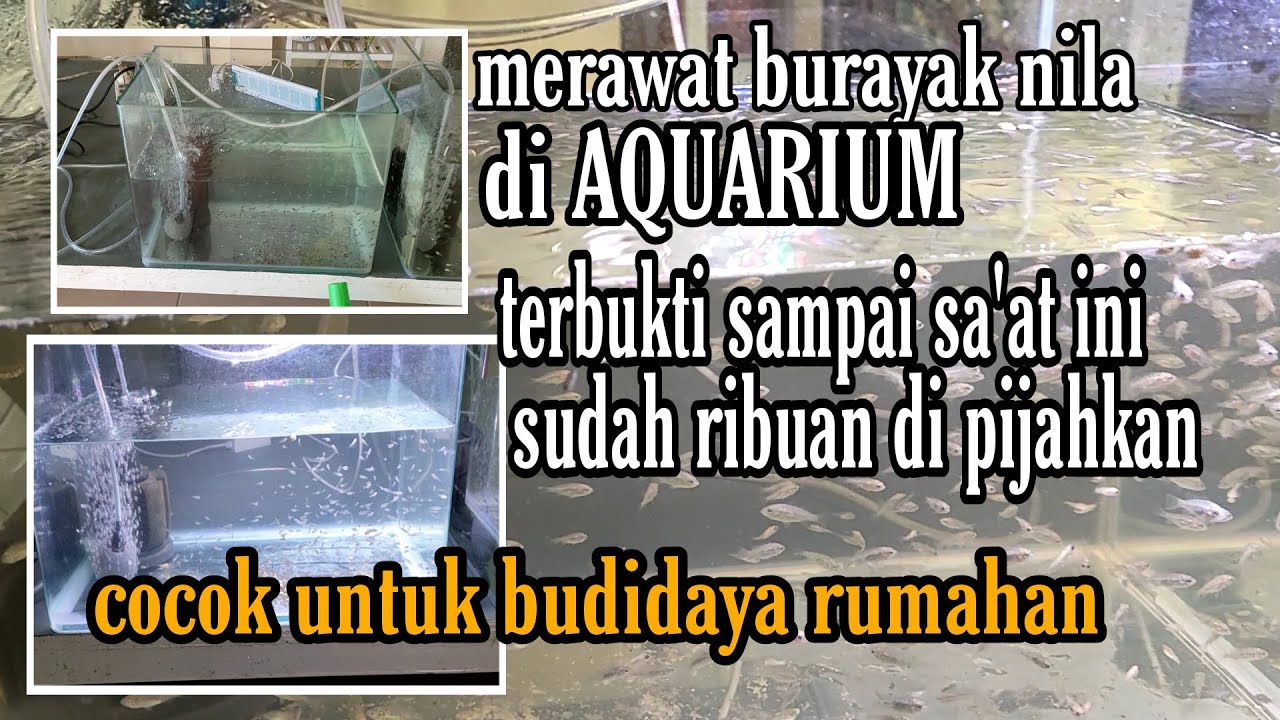 cara merawat burayak nila di aquarium hingga dewasa || terbukti sudah ribuandi burayak dipijahan