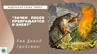 "Зачем посох превращается в змея?". Рав Давид Гройсман в рубрике "Двар Тора".