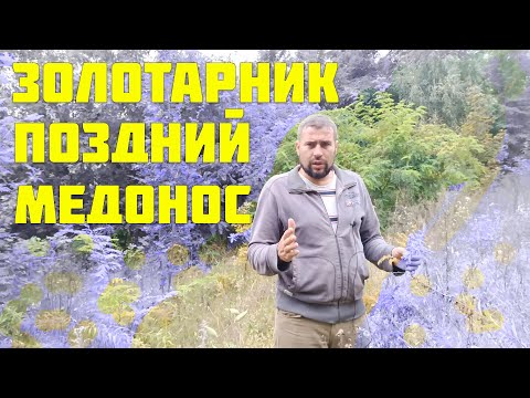 Мощный осенний медонос, что с ним не так? Золотарник поздний медонос