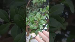 İlk Defa Sakız Ağacı Gördük Sakız Nasıl Yapılıyor Bilemedim