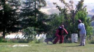 Jasmine of Cooperhaus K9 doing Master Protection