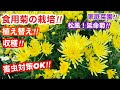 食用菊の株分けから収穫まで 害虫対策 はOK 敷きわらの効果 食用菊の松風と延命菊 家庭菜園