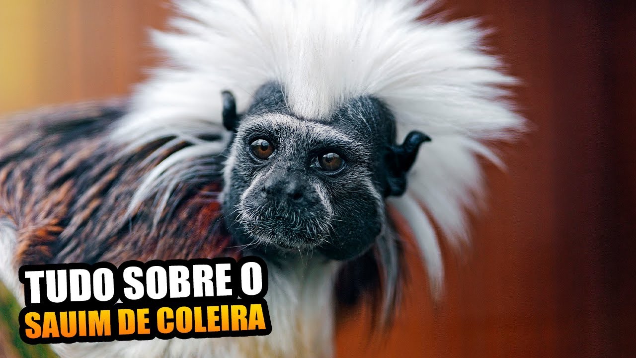 Foto de Macaco Sagui Cabeçadealgodão Saguinus Oedipus e mais fotos