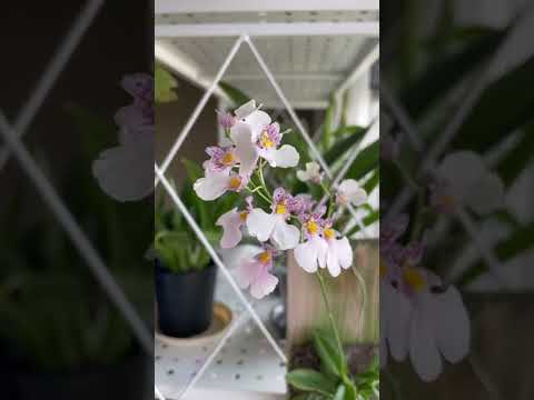 Ionocidium Popcorn “Haruri”
