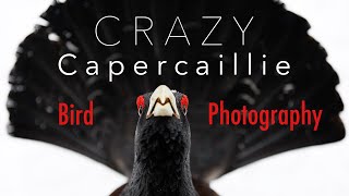 Attacked by a Bird! ⎸ Photographing a Crazy Capercaillie