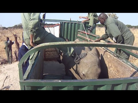 Exclusive footage of young wild elephants being captured in Zimbabwe