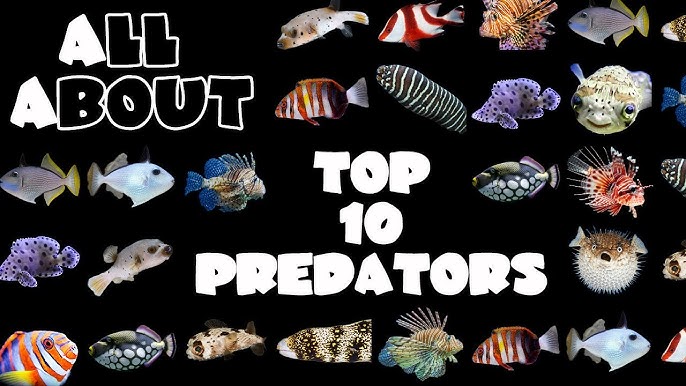 Top 10 Predator Saltwater Fish 