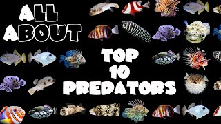 Top 10 Fish for a Predator Saltwater Tank