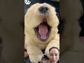 #goldenretriever #giaitri #puppy #thugian #pets #music #flowers #funny #panda #cute #love
