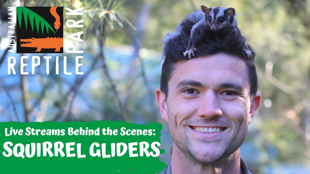 Белки-планеристы (прямая трансляция) | Австралийский парк рептилий
