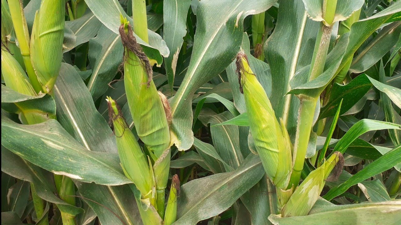 Ini Rahasianya..! Agar Jagung Bisa Bertongkol 2 Sampai 3