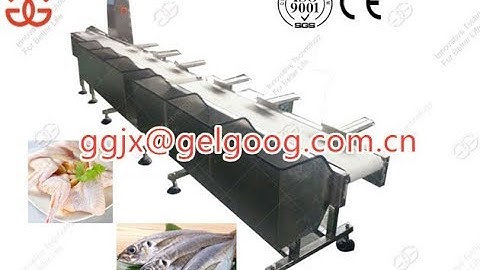 Automatic Fish Sorting Grader Machine by Weight|Chicken Wings Sorting Machine