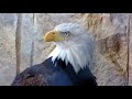 USA American Bald Eagle