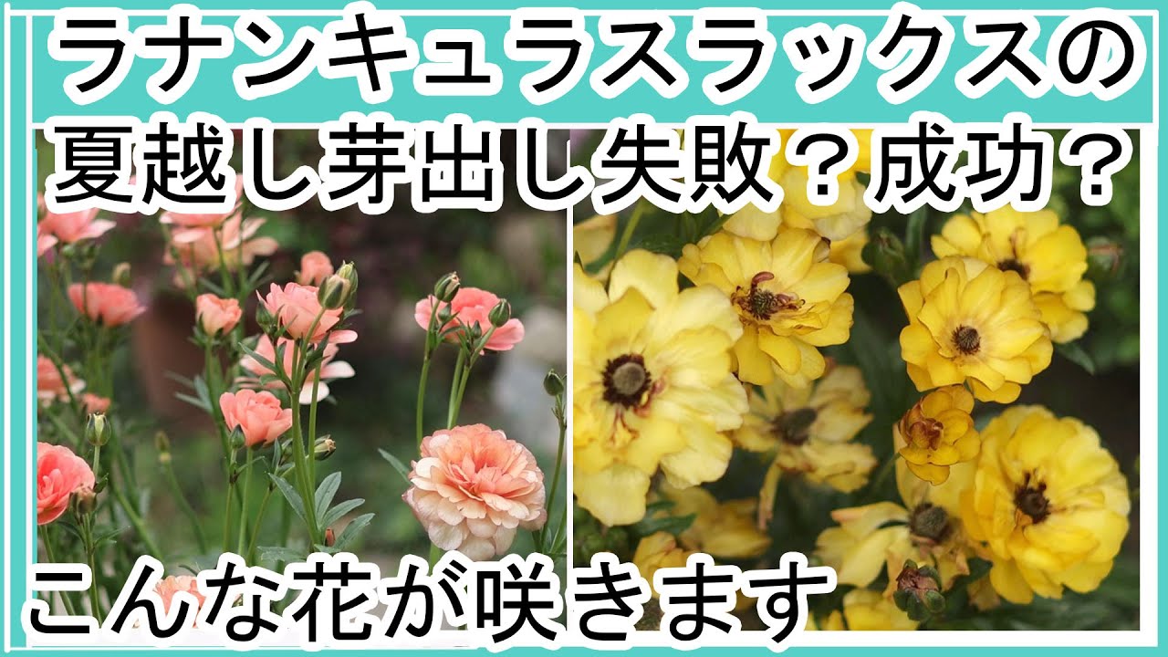 ガーデニング】ラナンキュラスラックスの育て方|鉢植えの
