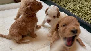 3 week old Australian Labradoodle Puppies