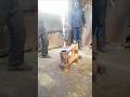 AIMING AND DROPPING HEAVY MANUAL HAMMER WITH FULL SWING IN KNOCKING OFF WORN BRASS SLEEVE (EXCAVATOR