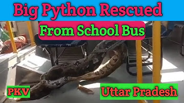 Big Python Rescued From School Bus || Uttar Pradesh #snake #bigsnake