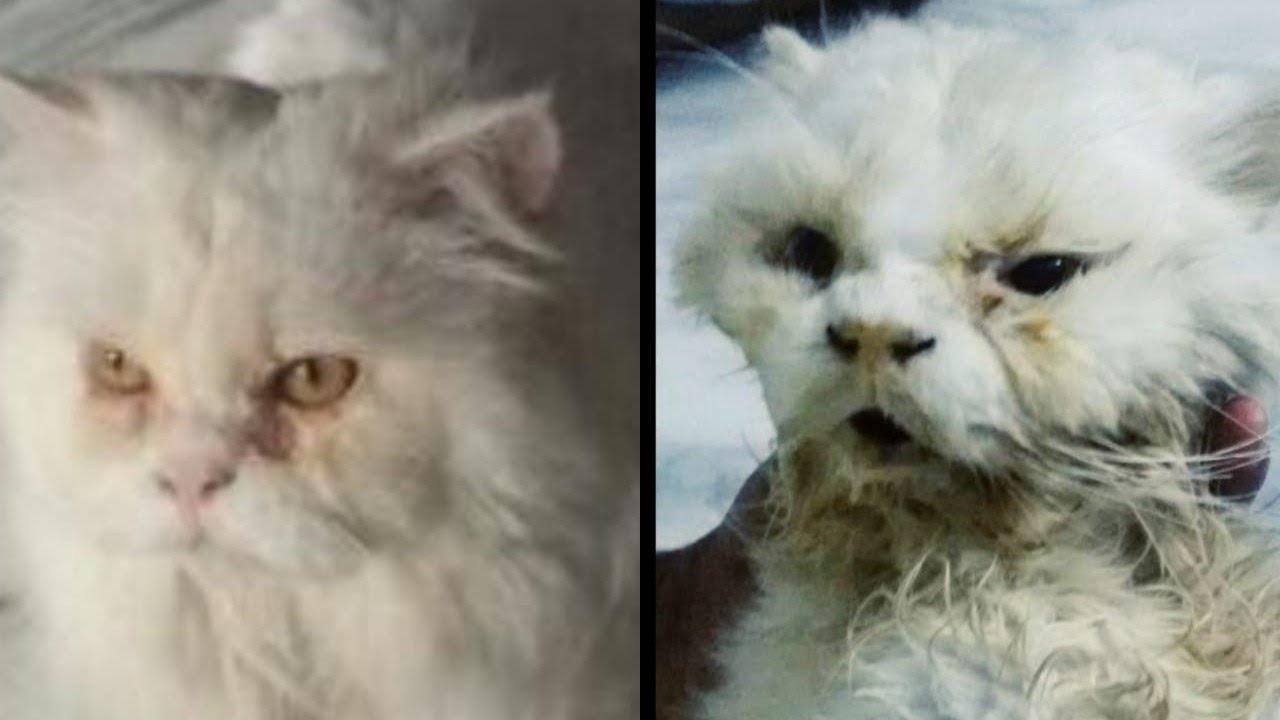 Kidney Failure Persian cat fighting for his life finally lost his life