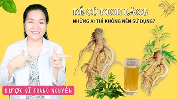 Uống Rễ củ đinh lăng có tác dụng gì? Những ai thì không nên sử dụng Rễ củ đinh lăng