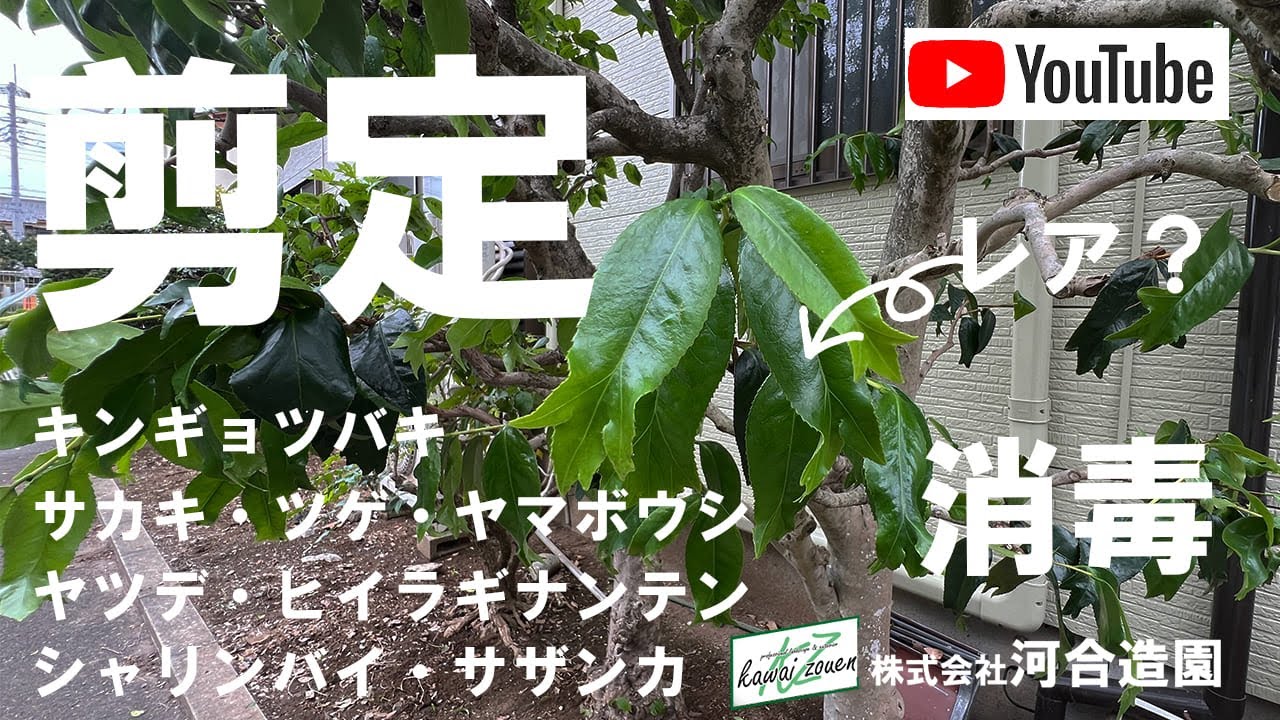 埼玉県さいたま市岩槻区 庭木剪定（キンギョバツバキ・サカキ・カシワ・ツゲなど）