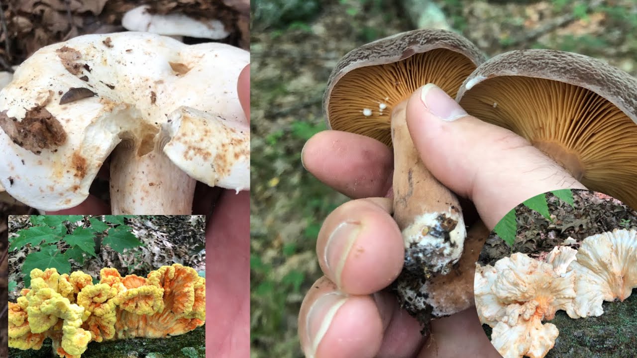 Mushroom hunting for Peppery Milky and Corrugated Milky Cap YouTube