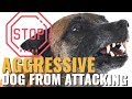 How To Stop Your Dog Being Attacked