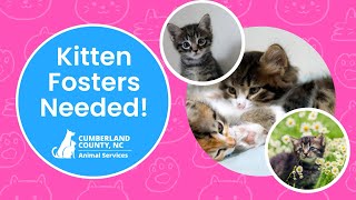 Kitten Fosters Needed