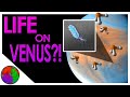 Could there be Life on Venus?