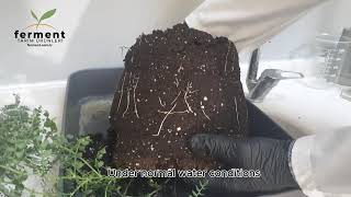 Profesyonellerin Sırrı: Ferment Feramino Ile Kuraklık Stresi Ve Güçlü Kök Gelişimi Testi 🔬🌱