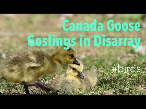 Canada Goose (Branta canadensis) - Goslings in Disarray: Turmoil of Baby Goose Flock