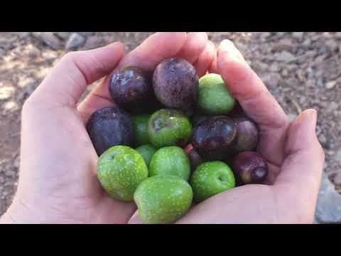 Cretan Olive Harvest