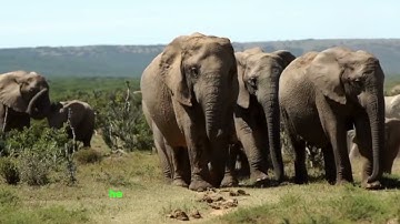 Follow an elephant calf in its first year of life (Full Episode) Happy Baby Elephant | Little Giant