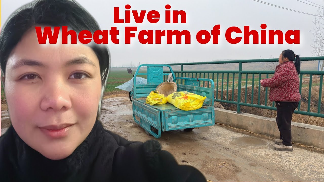Ate Clydee  is live! Applying Fertilizer on Wheat
